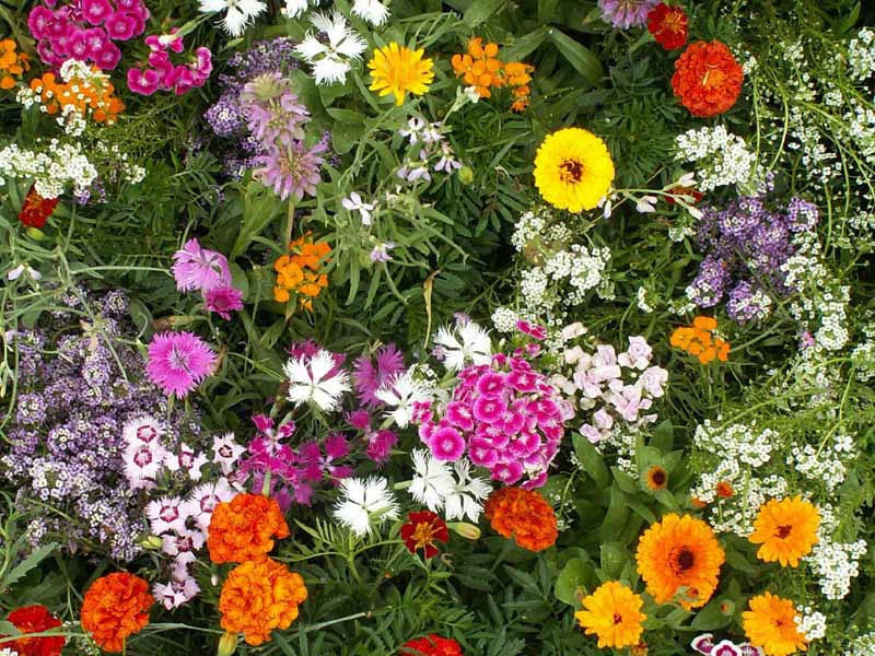 Fragrant Wildflower Seeds Mix – Garden, Meadow & Border – Non-GMO, Attracts Pollinators – Various Wildflowers for Vibrant Blooms