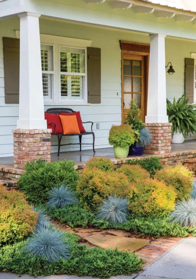 4-Pack Fire Chief Arborvitae Live Evergreen Trees - Thuja occidentalis 'Fire Chief' with Vibrant Orange Fall Color