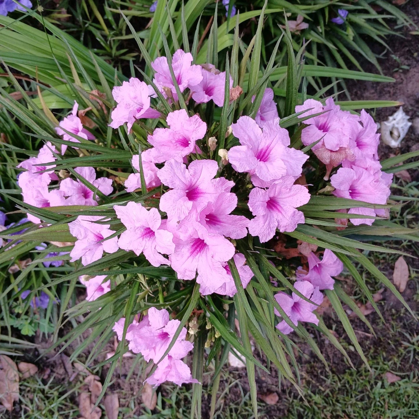 Dwarf Pink Mexican Petunia Plants Bare Root | Ruellia simplex | Vibrant Pink Blooms | Attracts Pollinators