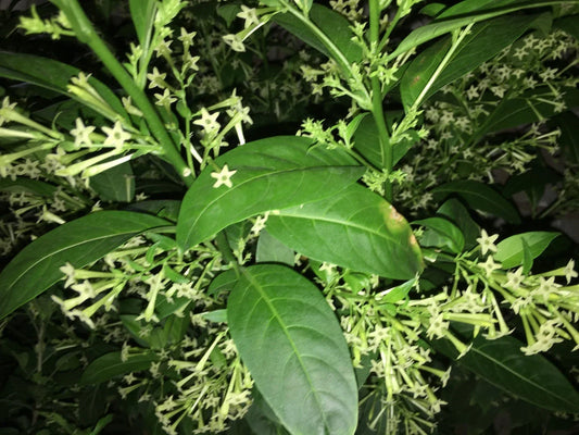 Night Blooming Jasmine Plant in 5" Pot, Fragrant Cestrum nocturnum, Indoor Outdoor Flowering Shrub