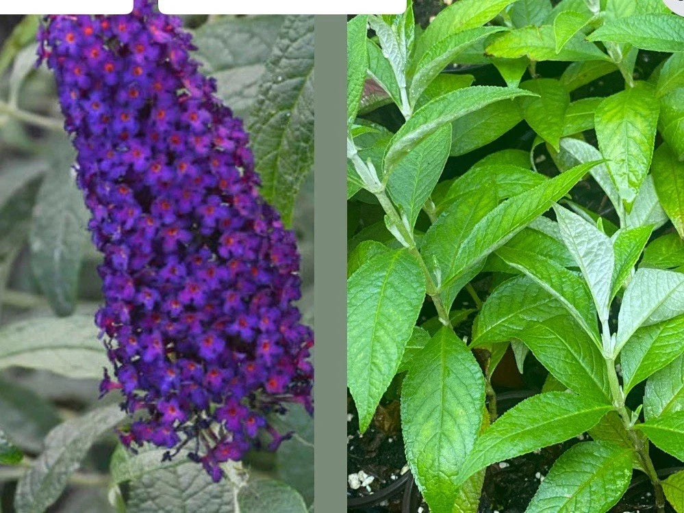 Buddleja davidii Dark Dynasty Butterfly Bush Live Plant - 1 Rooted Cutting, Pollinator Attracting, Drought-Tolerant, Full Sun