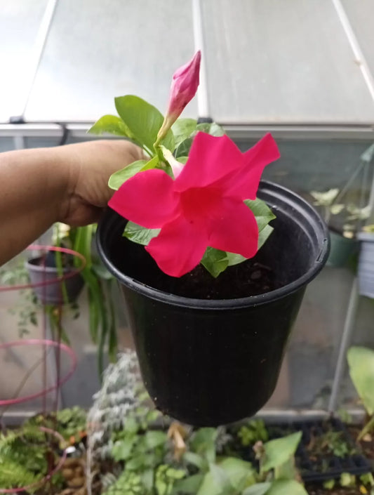 Mandevilla Plant in Gallon Pot - Tourmaline Fuchsia Red Flowering Climbing Vine for Garden and Patio - Mandevilla sanderi