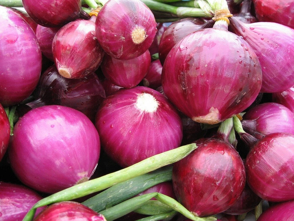 Red Grano Sweet Onion Seeds - Organic Allium cepa Short Day Vegetable Seeds for Spring & Fall Garden
