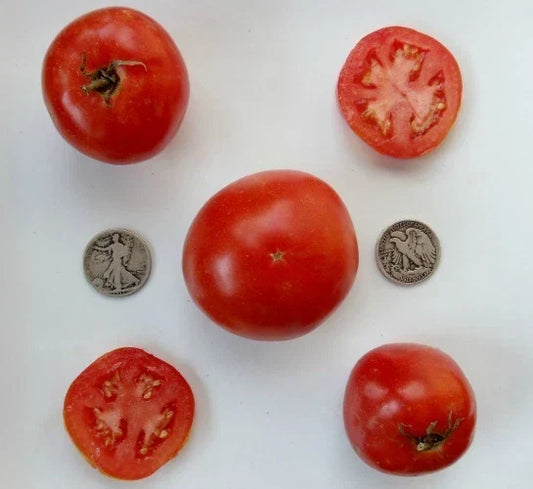 Manitoba Very Early Vegetable Seeds – 25 Fresh Non-GMO Seeds for Home Garden, Short Growing Season, High Yield, Heirloom Variety