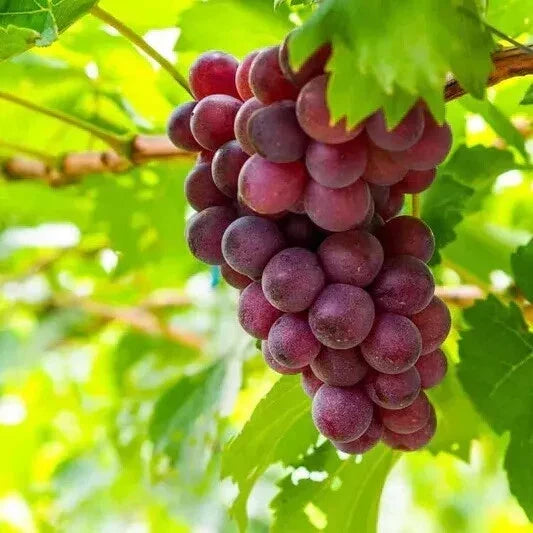 Sweet-Large Table Red Grape Seeds Vitis vinifera 25 Large Seeds for Home Garden, Juicy, Delicious, Climbing Vine