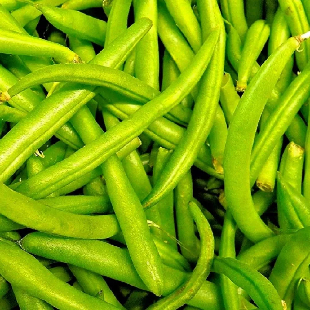 Contender Bush Bean Seeds | Non-GMO Heirloom Vegetable Seeds | Phaseolus vulgaris | Compact Green Bean Plant
