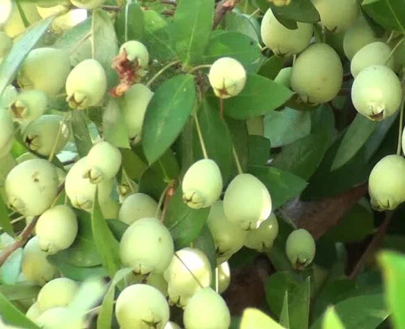 True White Sweet Myrtle Seeds - Myrtus communis L. Aromatic Shrub for Gardens, Landscaping, Containers