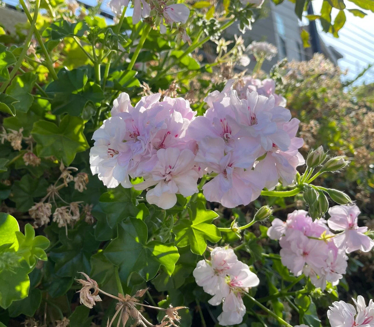 White Pink Pelargonium Peltatum Trailing Ivy Geranium Live Plant 2x6" Cuttings for Indoor Outdoor Decor