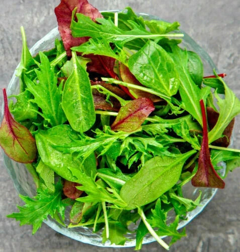 Gourmet Lettuce Blend Seeds | 1000+ Mixed Salad Bowl Lettuce | Non-GMO Lactuca sativa Seed Pack for Home Gardening