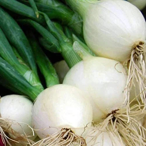 Crystal White Wax Onion Seeds | Heirloom Non-GMO Allium cepa Vegetable Gardening Pack of 100 Seeds
