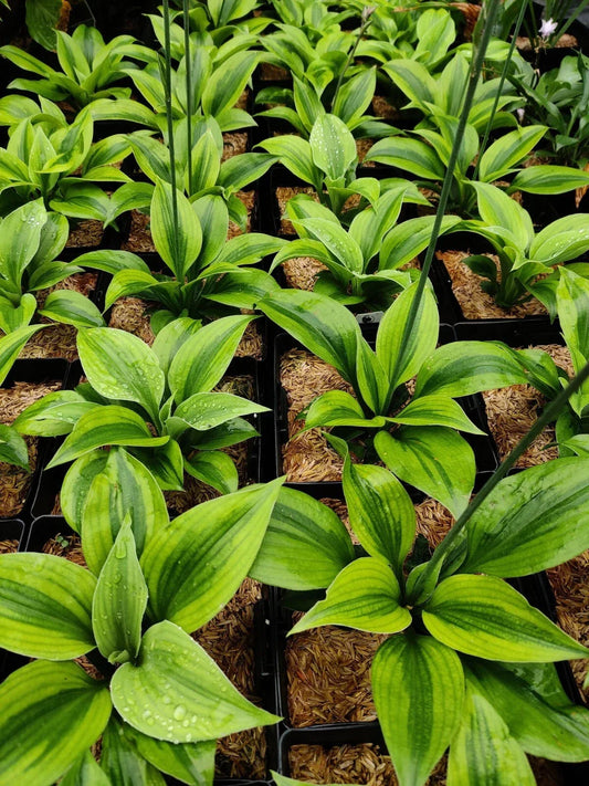 Hosta Luna Moth Perennial Shade Plant 5.25" Pot, Well-Rooted, Silver-Blue Foliage, Garden, Landscape, Pollinator-Friendly