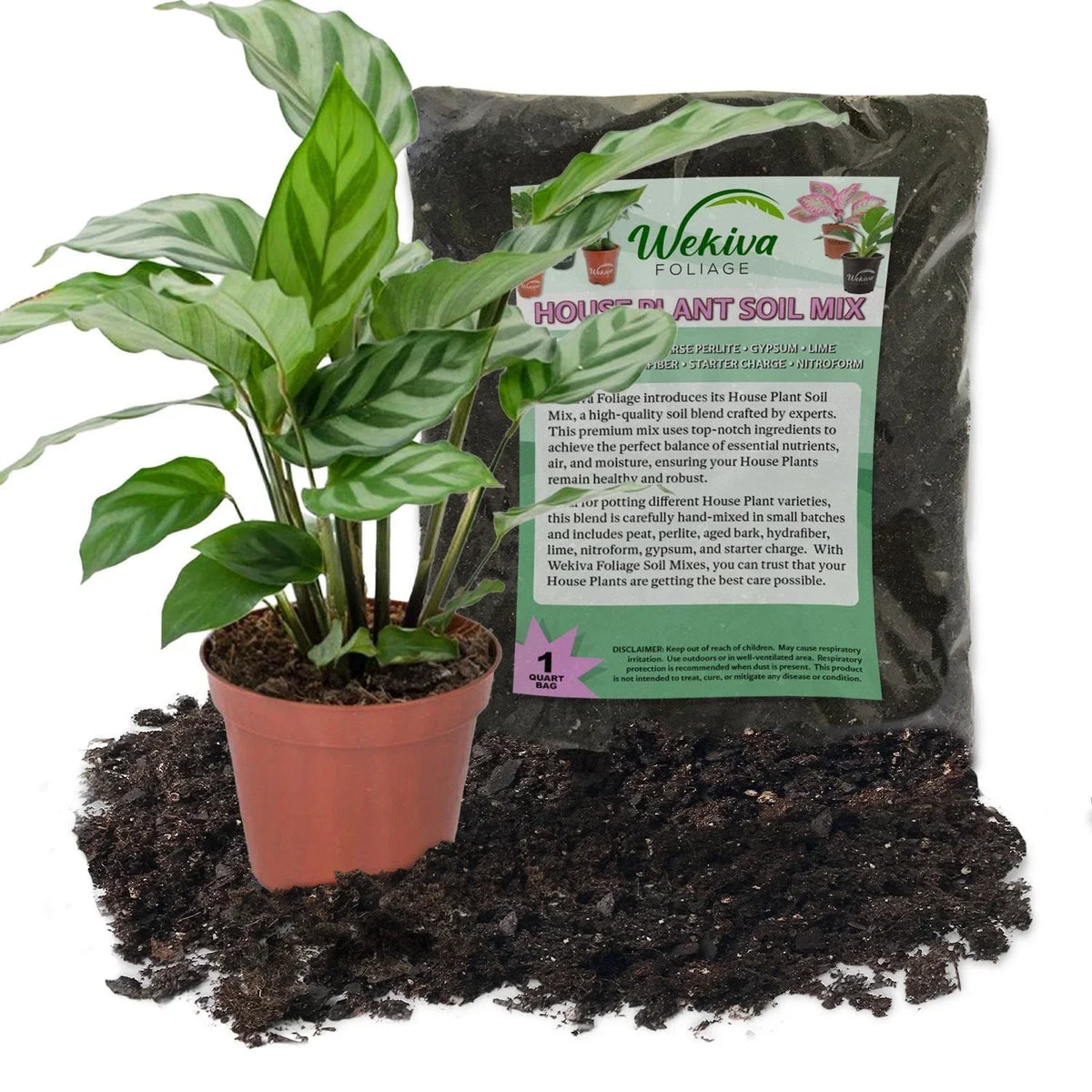 Calathea Freddie Plant Combo - 4 Inch Live Plant with Soil Mix - Calathea lancifolia - Vibrant Leaf Patterns for Indoor Decor