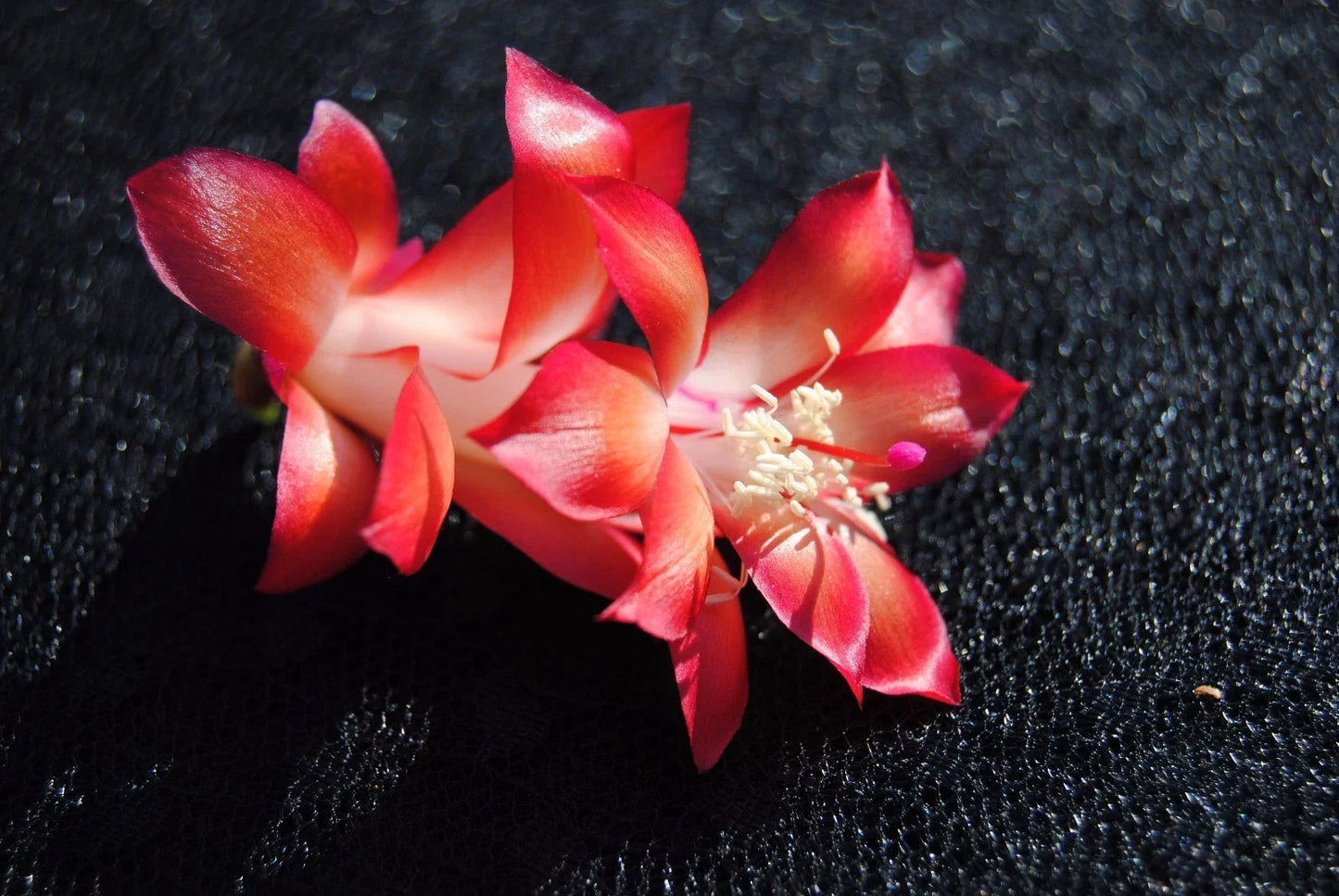 Christmas Cactus Starter Plant - Carmesim Brazil - Schlumbergera truncata - Indoor Holiday Plant for Beginners and Gardeners