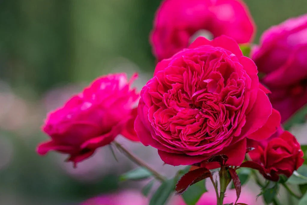 Super Rare Rouge Royal Red Rose Cuttings – Grafting or Rooting – Rosa 'Rouge Royal' – Deep Red Blooms, Elegant Garden Addition