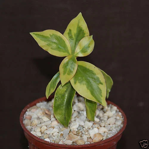 Variegated Pereskia aculeata Cactus in 4" Pot, Rare Indoor Tropical Succulent, Unique Foliage, Low Maintenance Plant