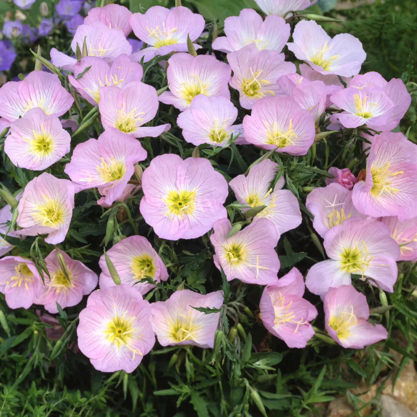 Showy Evening Primrose Seeds - Pink Ladies, Amapola, Oenothera speciosa, Full Sun, Drought Tolerant, Wildflower, Free Shipping