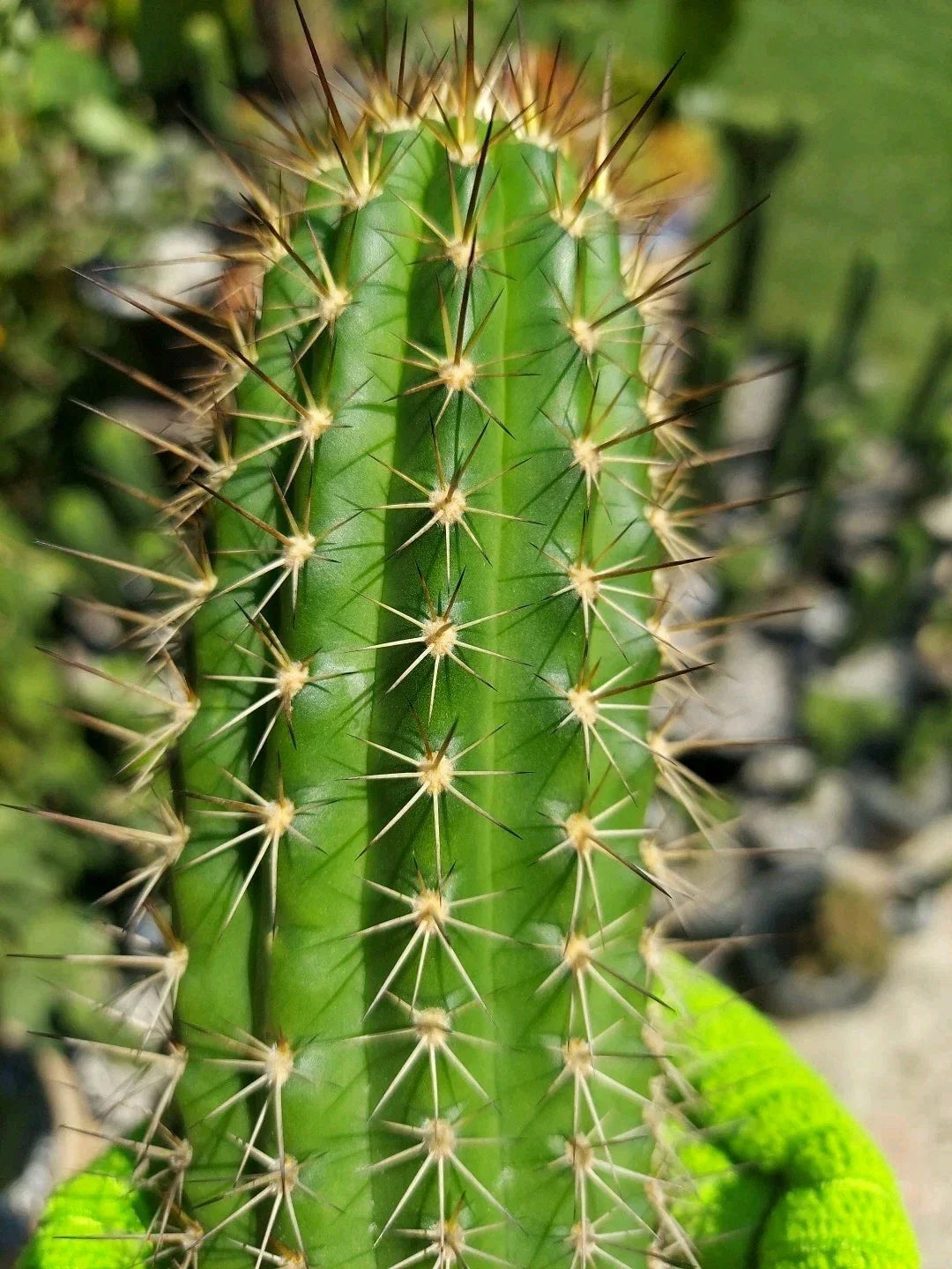 Echinopsis Thelegonus X Grandiflorus Cutting Cactus Succulent Plant for Collection Misplant Lineage