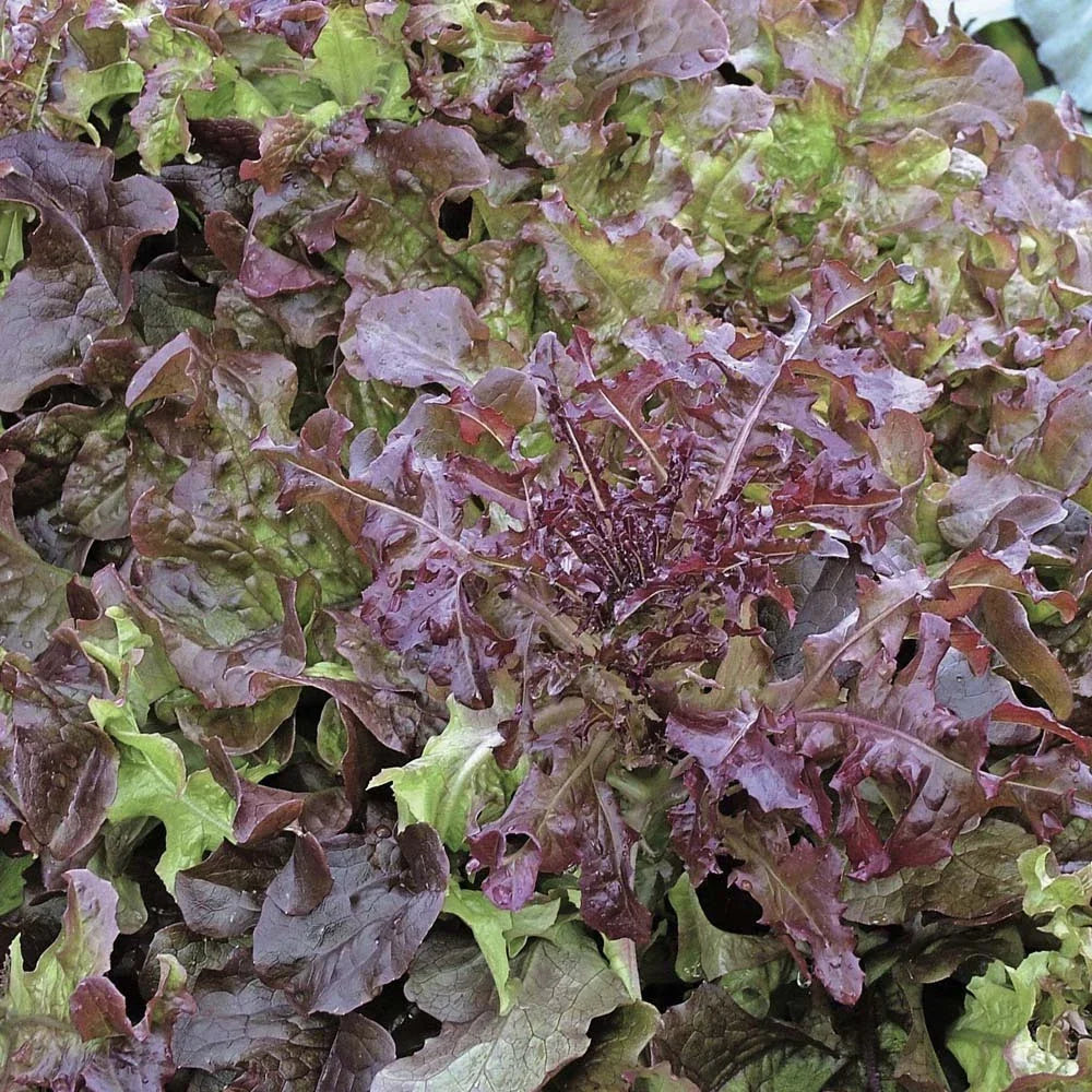 Salad Bowl Red Leaf Lettuce Seeds - 200 Count Packet, Loose-Leaf, Lactuca sativa, for Fresh Salads & Home Gardening