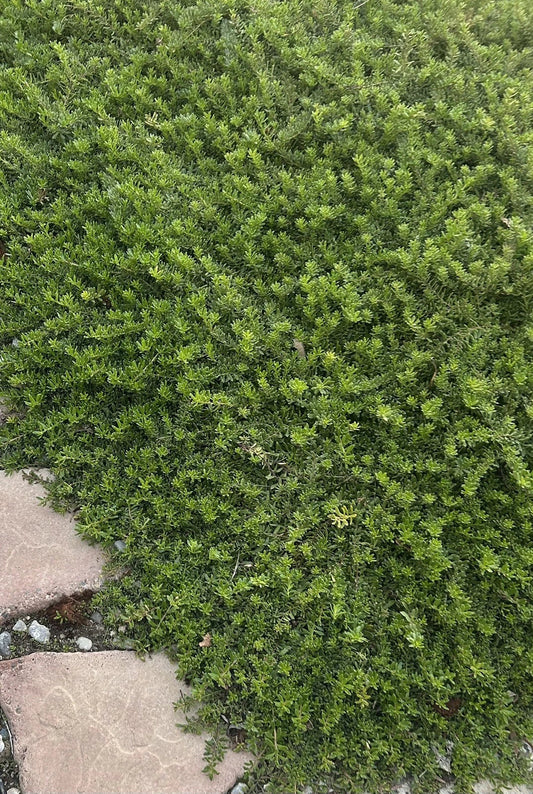 Myoporum Parvifolium Cuttings - Creeping Boobialla Dwarf Native Myrtle - 10 Plants for Ground Cover - Low Maintenance, Full Sun, Well-Drained Soil