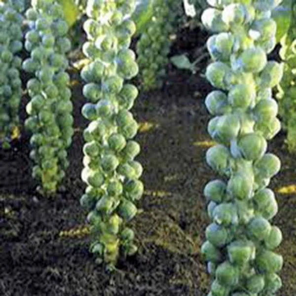 Brussels Sprouts Seeds – Heirloom Non-GMO, Long Island Variety, 50+ Seeds for Home Garden, Brassica oleracea