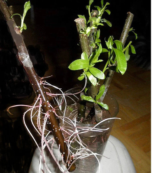 Hybrid Willow Cuttings 20 Pencil Size Salix spp. Fast-Growing Landscaping Tree Planting Material