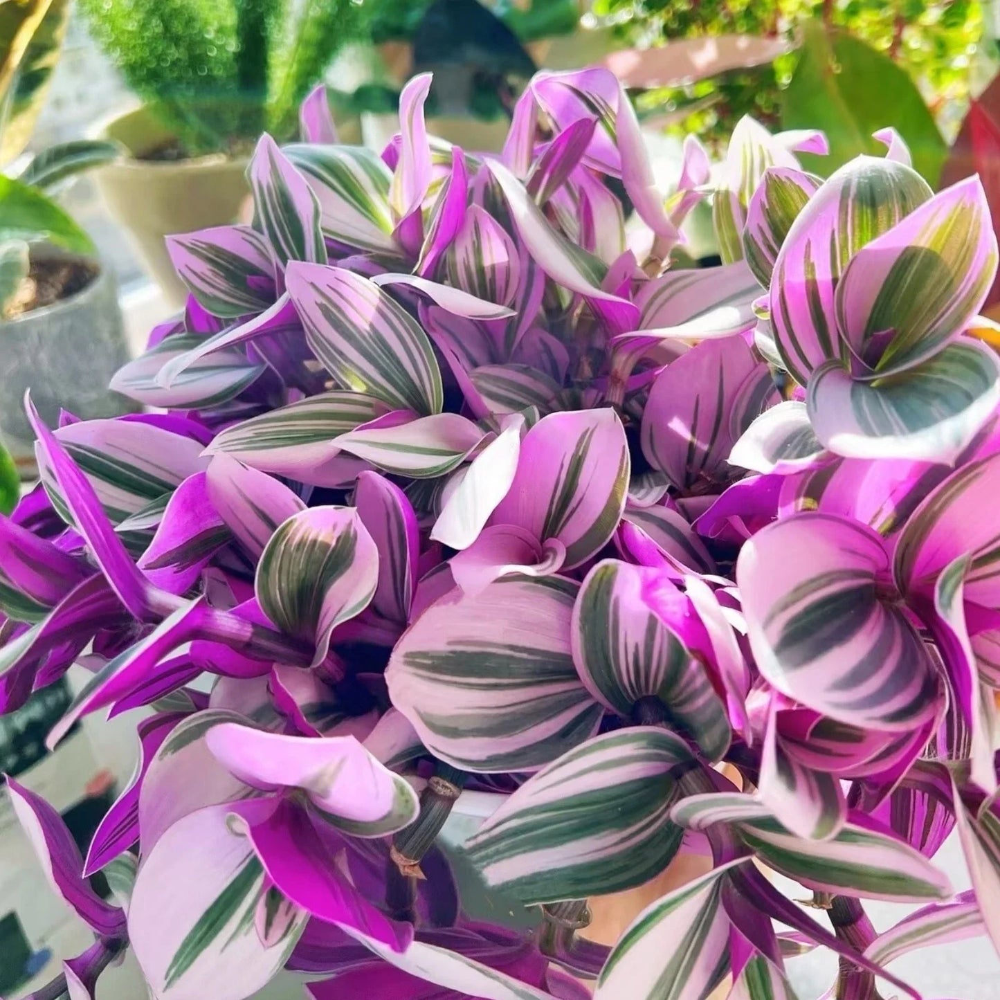 Tradescantia Nanouk Cuttings - 3 Unrooted 3-4 Inch Pink and Green Foliage Houseplant - Wandering Jew Indoor Plant Decor
