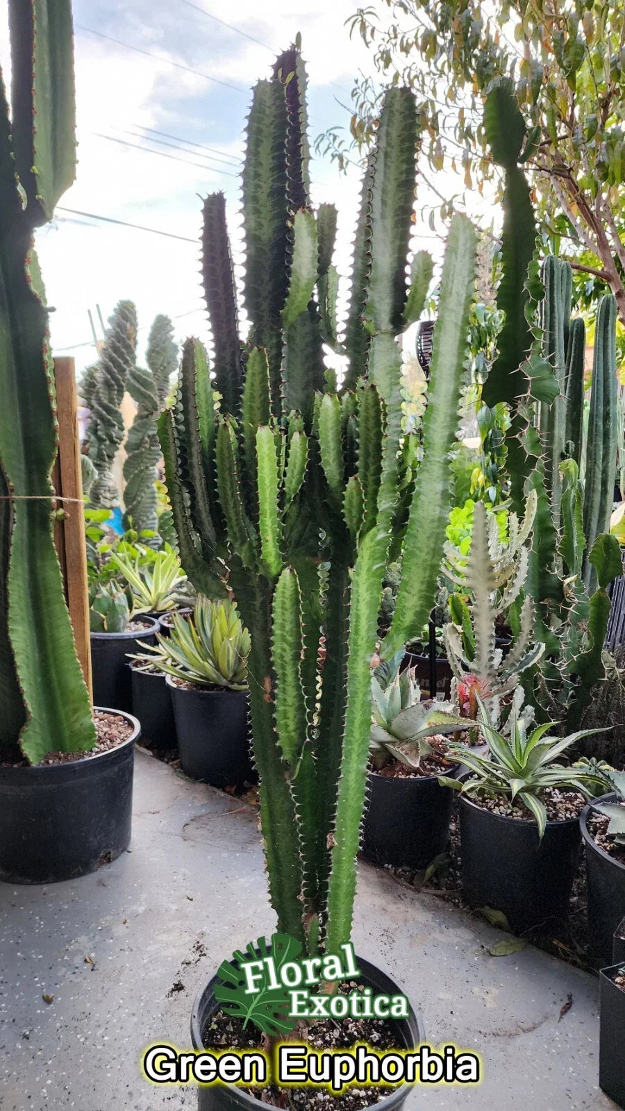 Euphorbia Trigonia Clippings - Lot of 2, 3-Inch Succulent Cuttings, Indoor Decor, Unique Spiny Plant