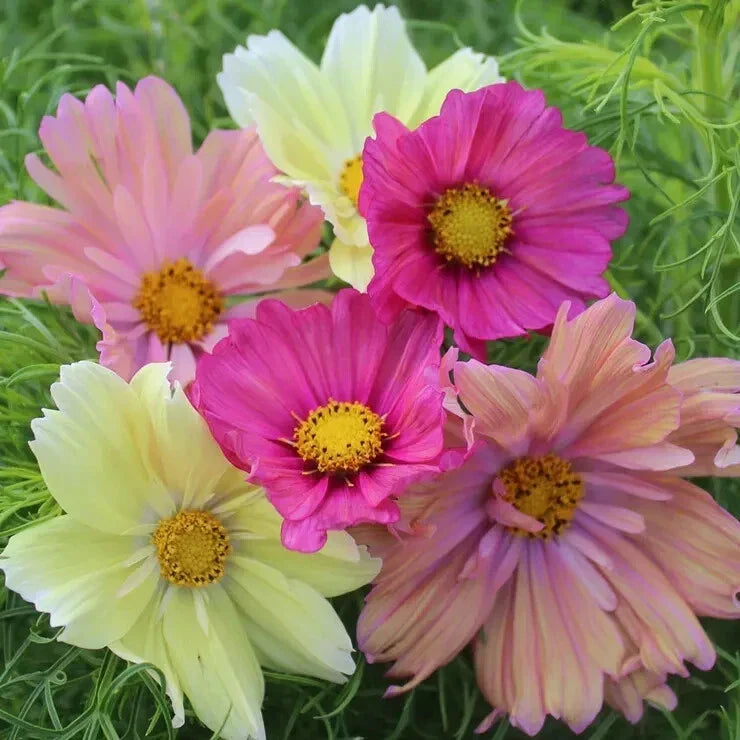 Cosmos Cotton Candy Mix Seeds - 20 Pack, Colorful Annual Flowers for Garden, Cosmos bipinnatus, Attracts Pollinators