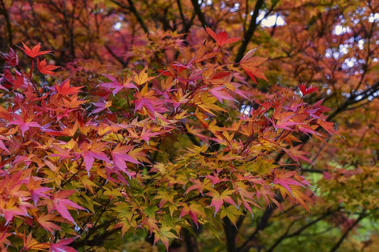 Japanese Maple Cuttings - 15 Freshly Prepared Acer palmatum Plants - 8-12 Inch Foliage, Garden, Landscape, Ornamental