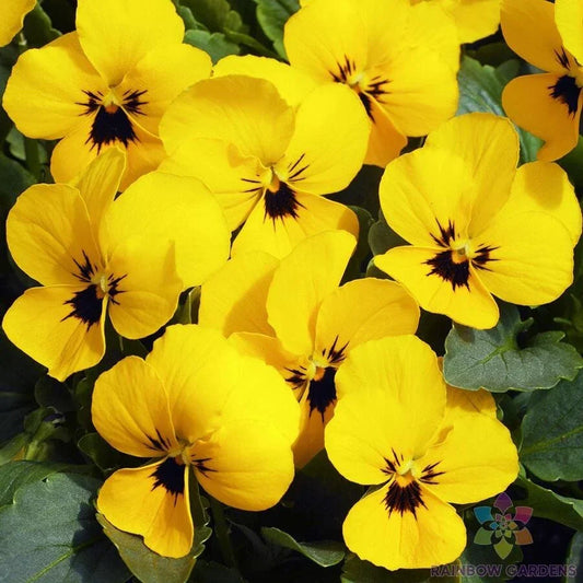 Penny Yellow Pansy Seeds, Viola tricolor var. hortensis, Garden Flower Packet of 200+ Seeds for Borders & Containers