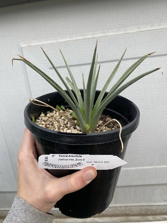 Joshua Tree Live Plant 1 Gallon Yucca Brevifolia Seed Grown Bareroot for Xeriscaping and Drought Tolerance