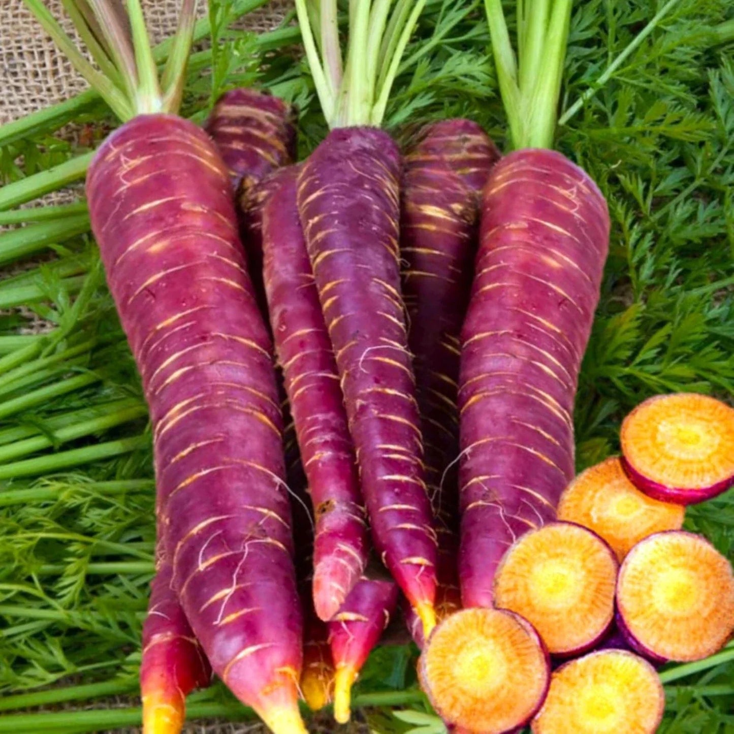 Purple Carrot Seeds – 1000 Non-GMO Heirloom Vegetable Seeds – Daucus carota for Home Garden, Full Sun, Bright Purple Color