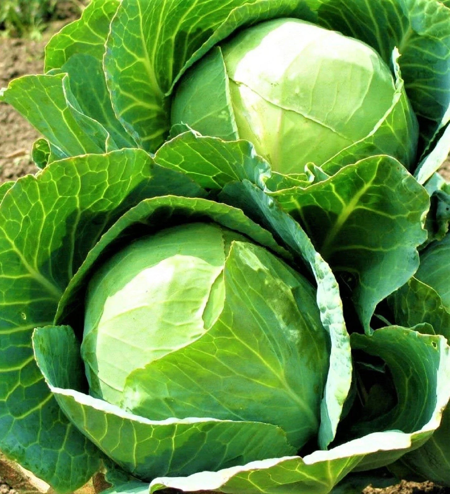 Danish Ballhead Cabbage Seeds – Non-GMO, Heirloom, Brassica oleracea, 500+ Seeds for Home Gardening and Small Farms