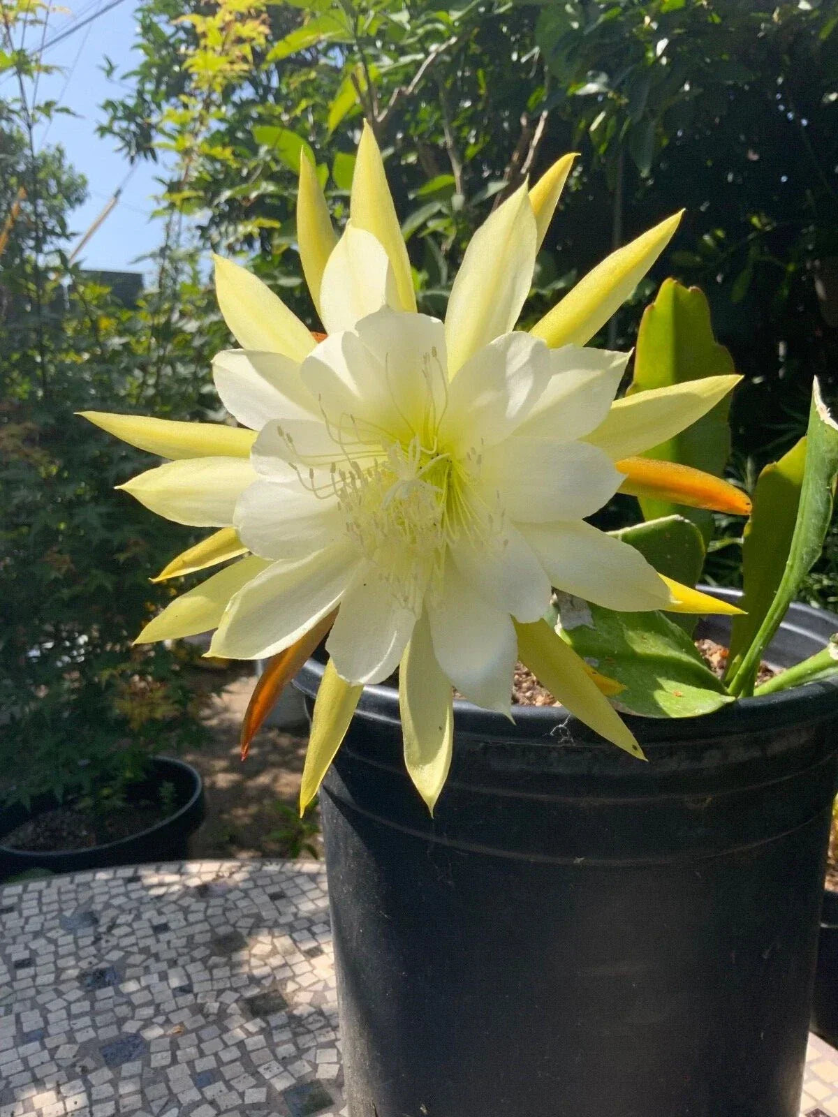 Epiphyllum Orchid Cactus Cuttings - White Yellow, 2 Pieces, 5-8 Inches Long, Epiphyllum oxypetalum, Indoor Plant Propagation