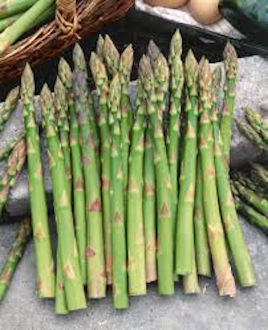 Mary Washington Asparagus Starter Plants - 5 Bare Root Asparagus officinalis, Home Garden, Tender, Flavorful Spears