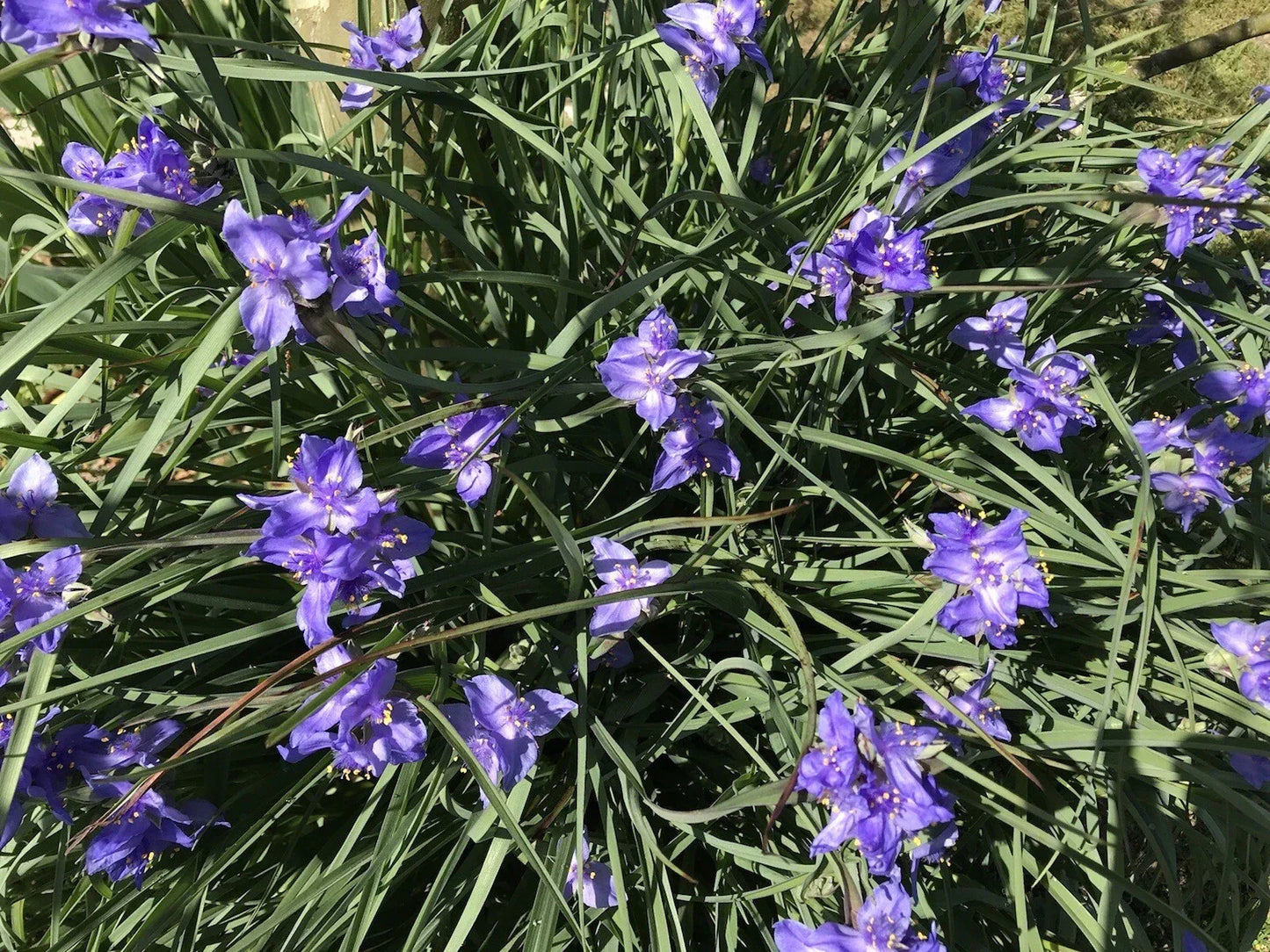 Spiderwort Rhizome Bulbs – 20 Perennial Purple Flower Plants – Tradescantia pallida, Widow's Tear, Garden Border, Container, Ground Cover
