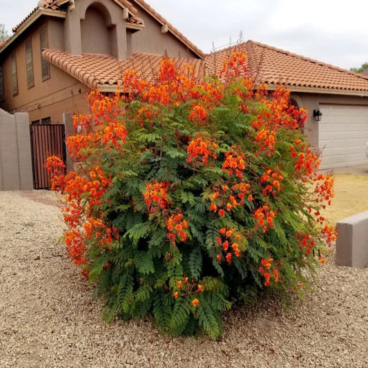 Mexican Red Bird of Paradise Seeds – Dwarf Poinciana Flower Shrub, Tropical Garden Plant, Caesalpinia pulcherrima, Butterfly & Hummingbird Attracting