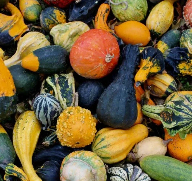 Mixed Gourd Seeds 30 Pack - Non-GMO Decorative Gourds for Fall Decor - Cucurbita pepo
