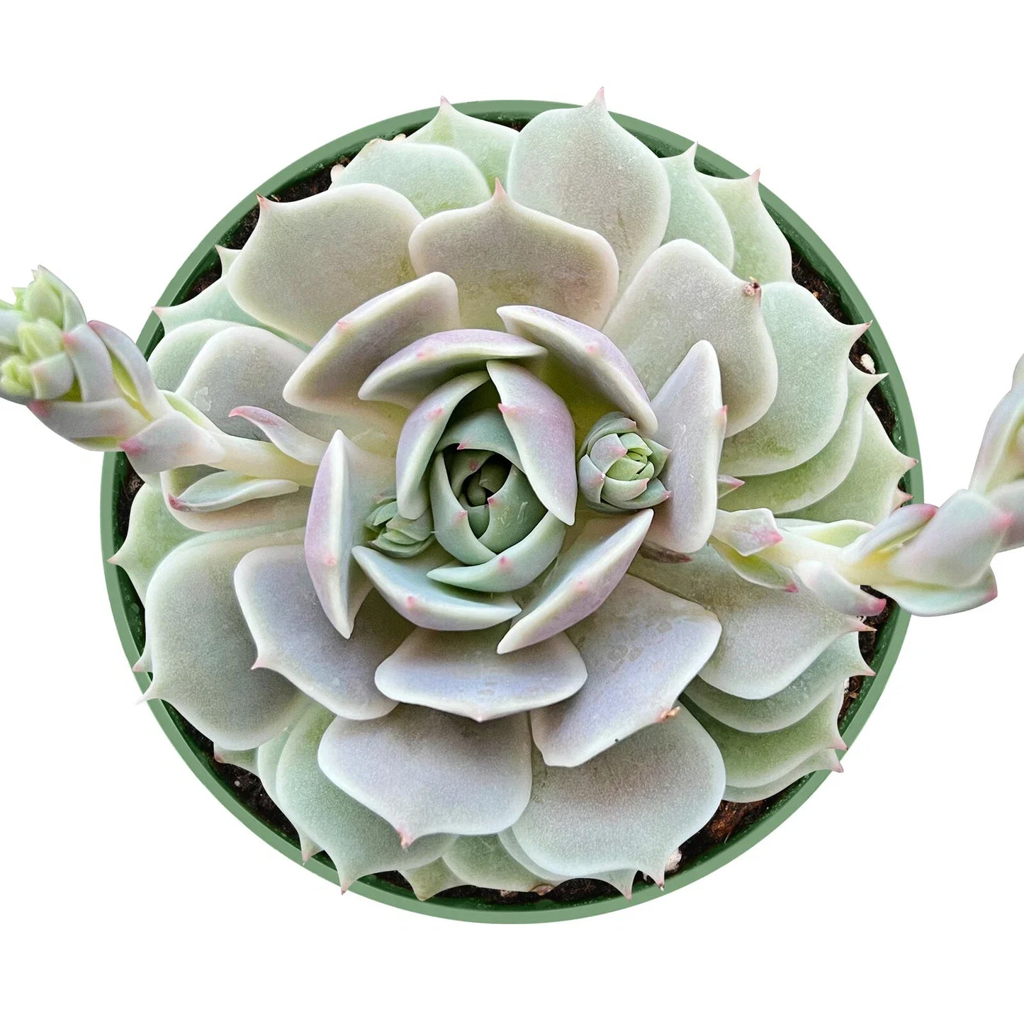 Echeveria Lola Succulent Plant in 4 Inch Pot, Live Rosette Succulent, Easy Care Indoor Plant, Echeveria 'Lola'