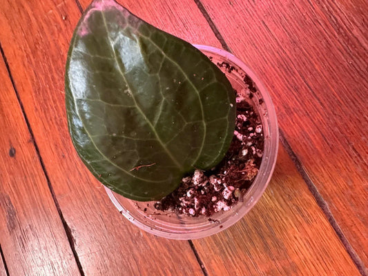 Hoya Latifolia 'Sarawak' Rooted Cutting - 3" Dinner Plate Houseplant - Easy Care Tropical Foliage Plant