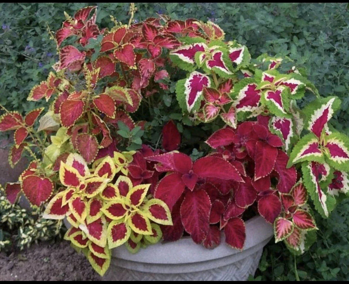 Coleus Seeds Rainbow Mix - 100+ Seeds, Colorful Foliage, Easy to Grow, Solenostemon scutellarioides, Garden Borders & Containers