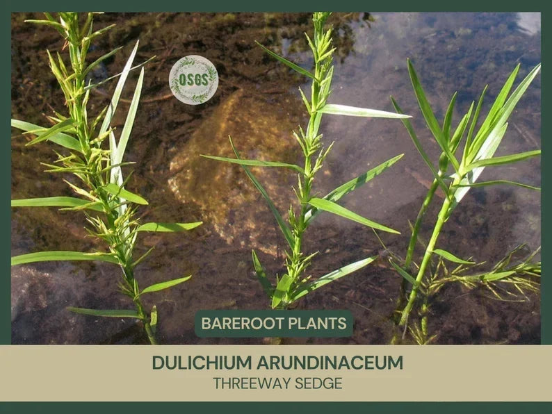 Bare Root Threeway Sedge Plant | Dulichium arundinaceum | Native Wetland Grass for Ponds & Marshes