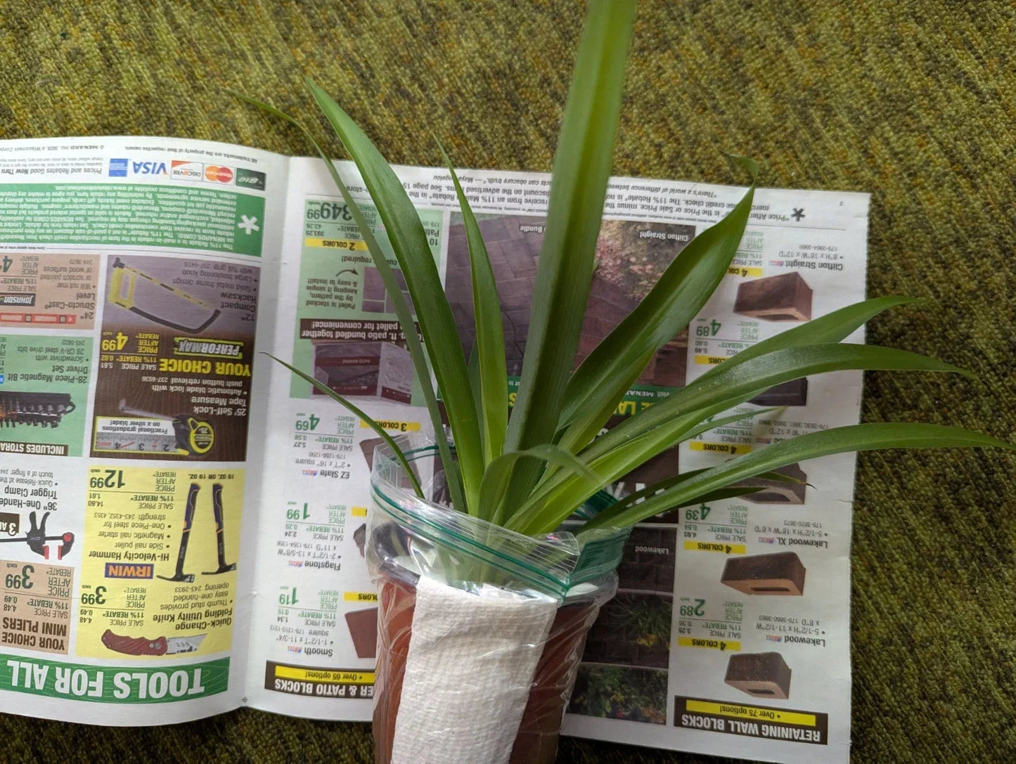 Rare Shamrock Spider Plant - 4 Inch Pot - Chlorophytum comosum - Green Indoor Houseplant - Pet Safe Air Purifier