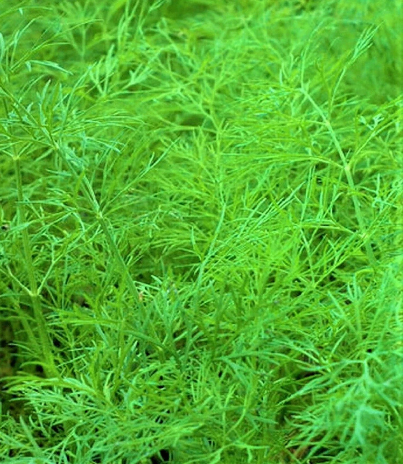 Dill Seed Bouquet - 200+ Non-GMO Anethum graveolens Herb Seeds for Cooking & Gardens, Culinary Herb, Easy to Grow