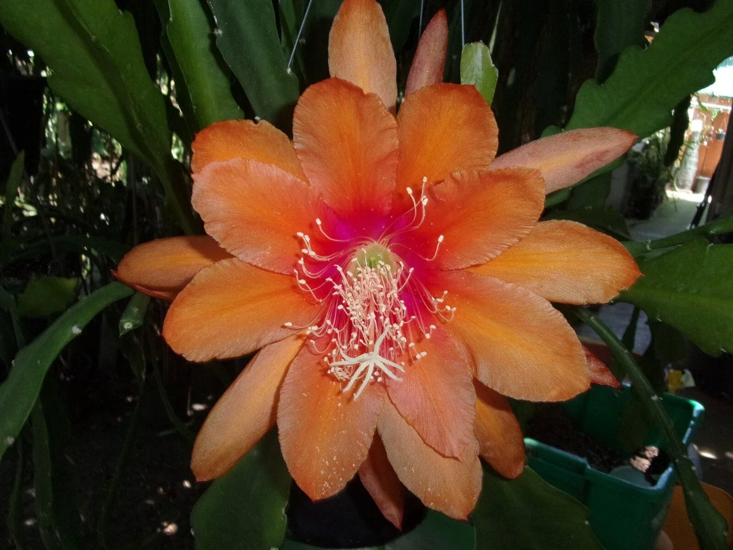 Epiphyllum Orchid Cactus Cutting - "Just Beautiful" Variety, Tropical Houseplant, Indoor Garden, Cactaceae, Easy to Grow