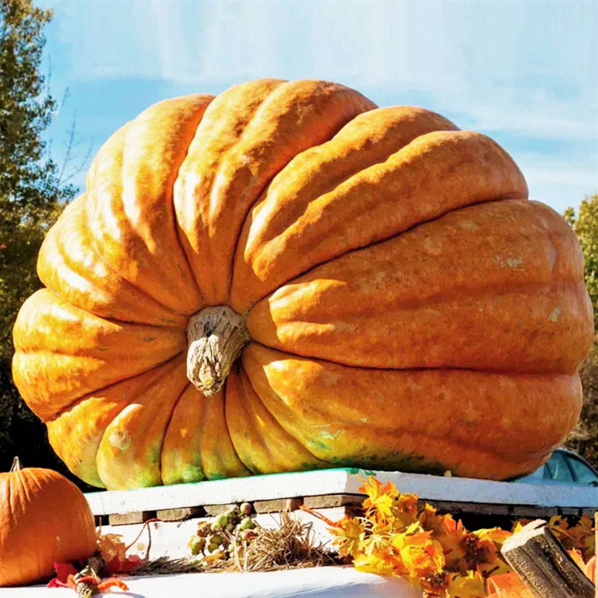 Dill's Atlantic Giant Pumpkin Seeds - 10 Non-GMO Seeds - Cucurbita maxima - Ideal for Competition & 2025 Planting