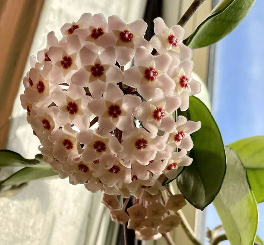 Hoya Live Rooted Plants 2 Pack – Wax Plant with Fragrant Flowers, Easy Care Hoya spp. for Indoor Garden and Collection