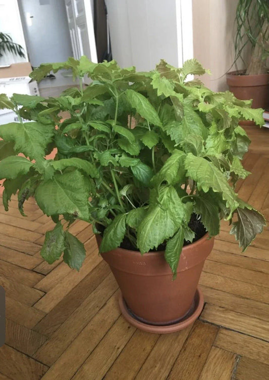 Green Shiso Seeds - Perilla frutescens Herb Seeds for Culinary Use, 200+ Non-GMO Open Pollinated Herb Garden Seeds