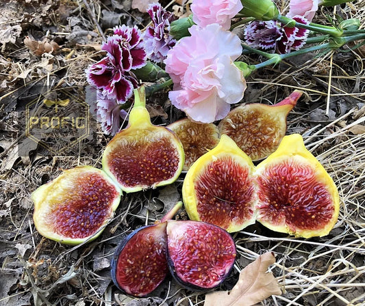 Live Fig Trees 8 Cold Hardy Varieties Ficus carica for Home Gardens & Outdoor Planting