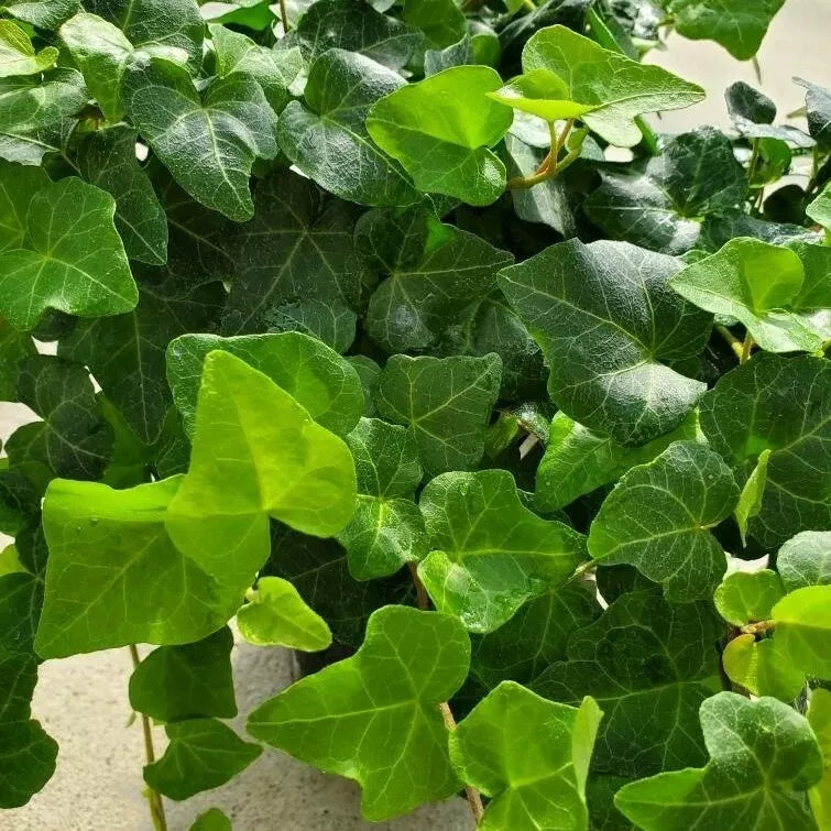 English Ivy Rooted Cuttings 4" | Hedera helix Houseplant for Indoor Gardening, Live Plant Propagation